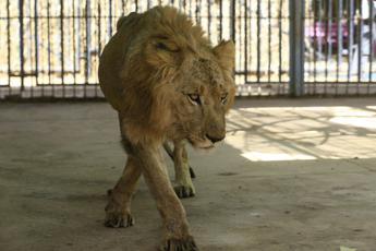 Leoni dello zoo muoiono di fame, campagna per salvarli