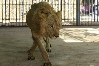 Leoni dello zoo muoiono di fame, campagna per salvarli Leoni dello zoo muoiono di fame, campagna per salvarli