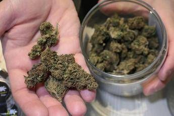 Cannabis light, bocciato emendamento per liberalizzarla Cannabis light, bocciato emendamento per liberalizzarla