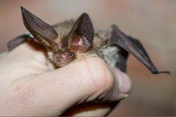 Gatto morto per Lyssavirus, screening sui pipistrelli ad Arezzo Gatto morto per Lyssavirus, screening sui pipistrelli ad Arezzo