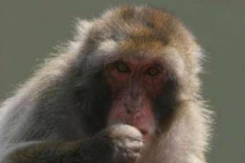 Vaccino Oxford, falso che il macaco si sia ammalato Vaccino Oxford, falso che il macaco si sia ammalato