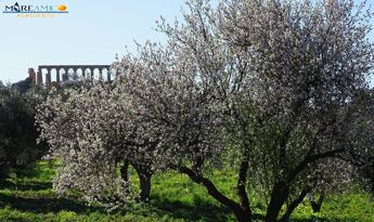 Mareamico: Mandorli già in fiore nella Vallea dei Templi'