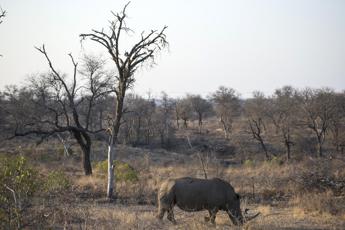 Sudafrica, sempre meno i rinoceronti uccisi dai bracconieri