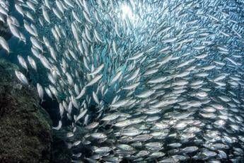 Mediterraneo, un futuro con sempre meno pesce? Mediterraneo, un futuro con sempre meno pesce?