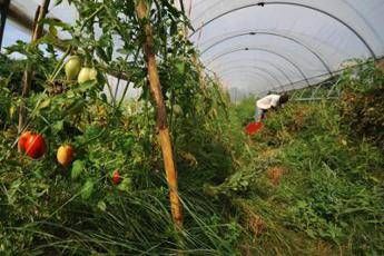 Coronavirus, export agroalimentare in difficoltà Coronavirus, export agroalimentare in difficoltà