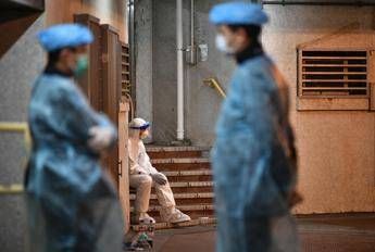 Coronavirus, sospetti su cucciolo: cane in quarantena a Hong Kong Coronavirus, sospetti su cucciolo: cane in quarantena a Hong Kong