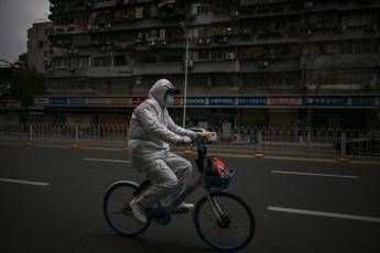 Coronavirus, Shenzhen prima città cinese a vietare consumo carne gatti e cani Coronavirus, Shenzhen prima città cinese a vietare consumo carne gatti e cani