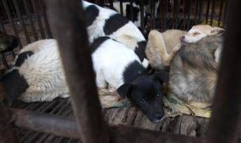 Coronavirus, Animal Equality: Onu vieti wet market, terreno fertile epidemie