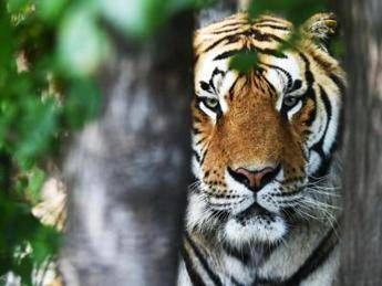 Coronavirus, positiva una tigre dello zoo di New York Coronavirus, positiva una tigre dello zoo di New York