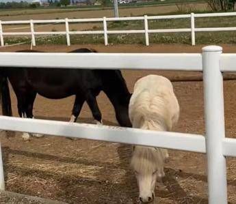 I cavalli non si fermano nel lockdown, lo smart-doc sul mondo equestre I cavalli non si fermano nel lockdown, lo smart-doc sul mondo equestre
