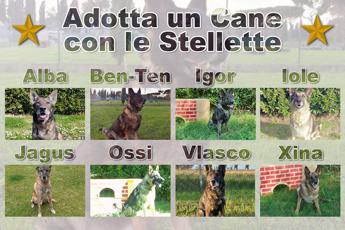 Animali: da missioni all'estero a 'pensione', ora è possibile adottare cani dell'Esercito