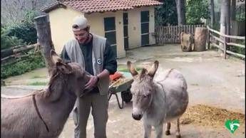 Il presidente Fondazione Bioparco Roma: Situazione molto seria, c'è bisogno di aiuto Il presidente Fondazione Bioparco Roma: Situazione molto seria, c'è bisogno di aiuto