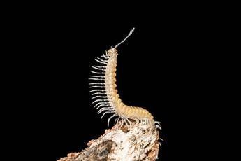 Oltre 3600 specie animali nelle 40mila grotte italiane Oltre 3600 specie animali nelle 40mila grotte italiane