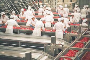 Navigator cercano lavoratori per trasformazione del pomodoro Navigator cercano lavoratori per trasformazione del pomodoro