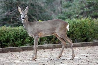Vacanze, le Oasi del Wwf in Lombardia Vacanze, le Oasi del Wwf in Lombardia