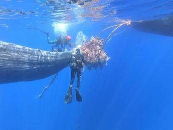 Eolie, capodoglio intrappolato da reti illegali rischia la morte Eolie, capodoglio intrappolato da reti illegali rischia la morte