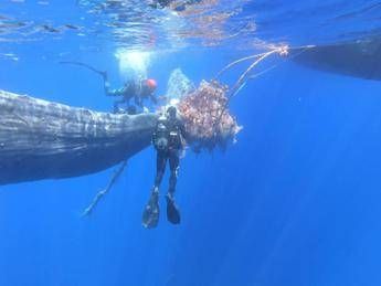 Eolie, capodoglio intrappolato da reti illegali rischia la morte