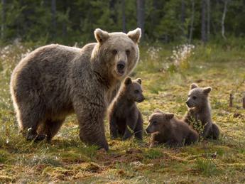 Abbattimento orso in Trentino, interviene il governo: Impugnare l'ordinanza