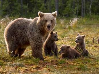 Orsa Gaia, Tar sospende ordinanza abbattimento Trentino