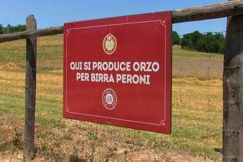 Peroni, al via la raccolta dell'orzo 2020: il lockdown non ha interrotto la produzione Peroni, al via la raccolta dell'orzo 2020: il lockdown non ha interrotto la produzione