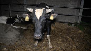 Lav, mucche in condizioni raccapriccianti in allevamento già denunciato