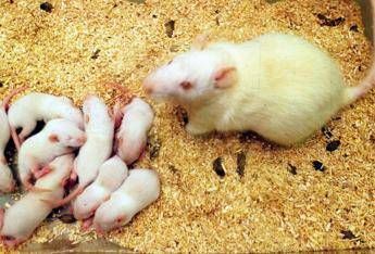 Coronavirus, censiti animali da laboratorio per accelerare sviluppo vaccini e cure Coronavirus, censiti animali da laboratorio per accelerare sviluppo vaccini e cure