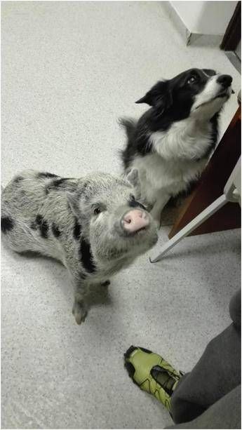 Maiali domestici come i cani col padrone, ma non se c'è un problema Maiali domestici come i cani col padrone, ma non se c'è un problema