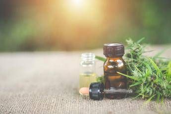 Differenza tra marijuana, hashish e le varietà della cannabis: sativa, indica o ruderalis Differenza tra marijuana, hashish e le varietà della cannabis: sativa, indica o ruderalis