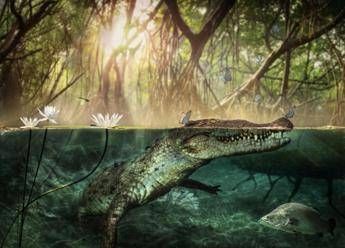Lo studio, i coccodrilli arrivarono dall'Africa 7 milioni di anni fa Lo studio, i coccodrilli arrivarono dall'Africa 7 milioni di anni fa
