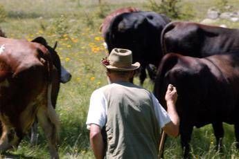 Coronavirus, 10 nuovi casi in Valle d'Aosta: focolaio in un alpeggio Coronavirus, 10 nuovi casi in Valle d'Aosta: focolaio in un alpeggio