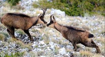 Il camoscio non rischia più l'estinzione Il camoscio non rischia più l'estinzione