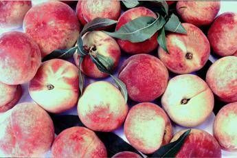 Ismea: raccolto pesche e nettarine in calo, ma ottima qualità Ismea: raccolto pesche e nettarine in calo, ma ottima qualità