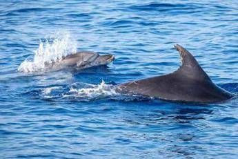Mare Greenpeace Tanti Avvistamenti Di Balene E Delfini Nel Santuario Dei Cetacei
