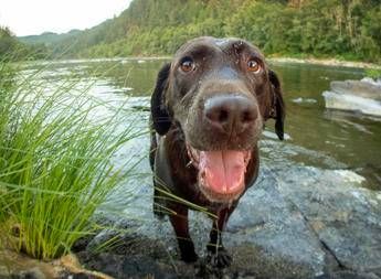 Covid, mascherine abbandonate pericolose per i cani Covid, mascherine abbandonate pericolose per i cani