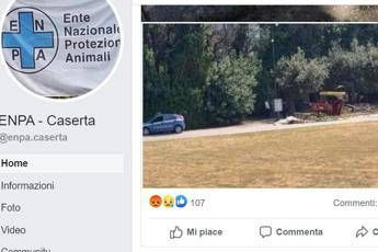 Muore cavallo che trasportava turisti alla Reggia di Caserta Muore cavallo che trasportava turisti alla Reggia di Caserta