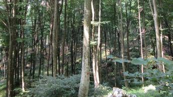 A Longarone la 2a edizione della Fiera e Festival delle ForesteWeb