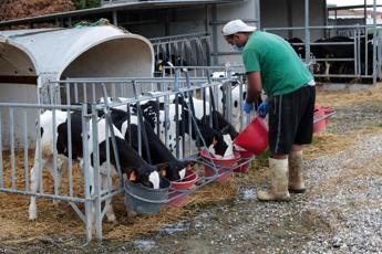 Coldiretti: Mucche stressate dal caldo, - 10% di latte prodotto