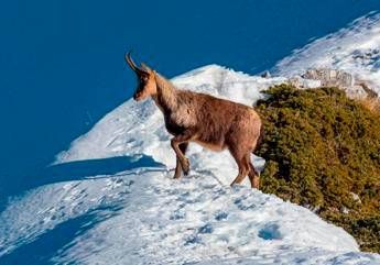 Camoscio a rischio estinzione in 50 anni, colpa del clima