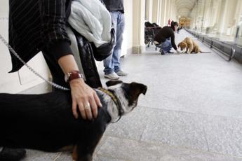 Covid, presto in Italia i cani che 'fiutano' il virus