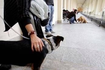 Covid, presto in Italia i cani che 'fiutano' il virus Covid, presto in Italia i cani che 'fiutano' il virus