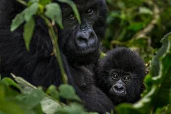 Animali selvatici, persi quasi 2/3 delle popolazioni globali Animali selvatici, persi quasi 2/3 delle popolazioni globali