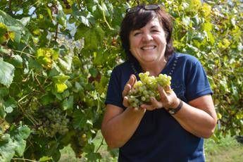 Vino, parla la ‘signora del Greco di Tufo’: Sarà una grande annata Vino, parla la ‘signora del Greco di Tufo’: Sarà una grande annata