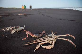 Kamchatka, ancora ignote le cause del disastro ambientale in corso Kamchatka, ancora ignote le cause del disastro ambientale in corso