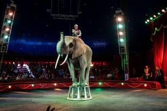 Circo bloccato da lockdown, paese del messinese si mobilita per aiutarli Circo bloccato da lockdown, paese del messinese si mobilita per aiutarli