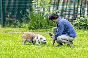 Covid, cani e gatti non lo trasmettono ma padroni possono contagiarli Covid, cani e gatti non lo trasmettono ma padroni possono contagiarli