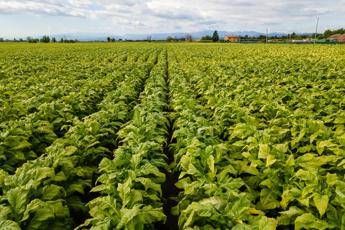 Covid, Coldiretti: Accordo su tabacco salva 50mila posti di lavoro Covid, Coldiretti: Accordo su tabacco salva 50mila posti di lavoro