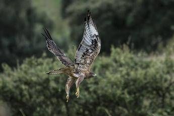 Aquila Day, dedicato alla 'Bonelli' Aquila Day, dedicato alla 'Bonelli'