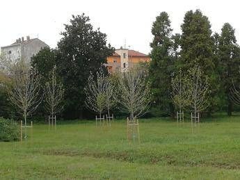 Poste: riqualifica aree verdi, pianta nuovi alberi in Lombardia Poste: riqualifica aree verdi, pianta nuovi alberi in Lombardia
