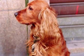 Cocker ingerisce mascherina, salvo dopo operazione Cocker ingerisce mascherina, salvo dopo operazione