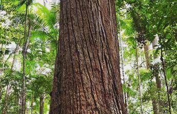Eni, da progetti conservazione foreste Redd+ compensate emissioni Co2 per 1,5 mln ton Eni, da progetti conservazione foreste Redd+ compensate emissioni Co2 per 1,5 mln ton